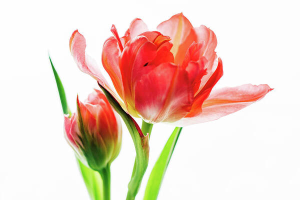 Tulip Poster featuring the photograph Tulip 9502 by Pamela S Eaton-Ford