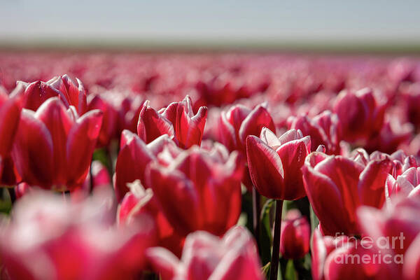 Tulip Poster featuring the photograph Tulip field by M Photographer