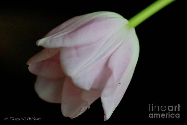 Flowers Poster featuring the photograph Tulip On Velvet by Theresa D Williams