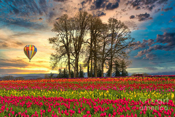 Garden Poster featuring the photograph Tulips and Balloon by Sal Ahmed