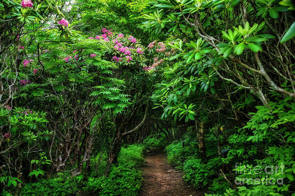 Craggy Gardens Poster featuring the photograph Tunnel of Rhododendrons by Shelia Hunt