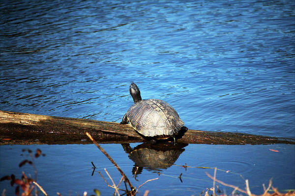 Turtle Poster featuring the photograph Turtle Reflection by Cynthia Guinn