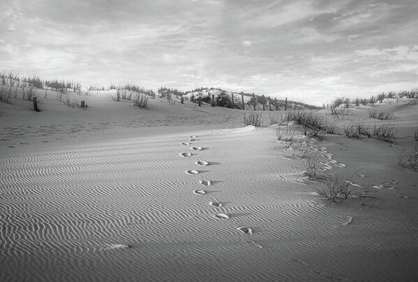 Turtle Tracks Black And White Poster featuring the photograph Turtle Tracks Black And White by Dan Sproul