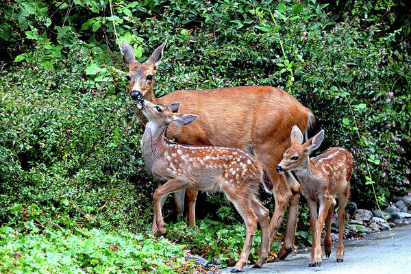 Deer Poster featuring the photograph Twin Fawns and Mother Deer by Peggy Collins