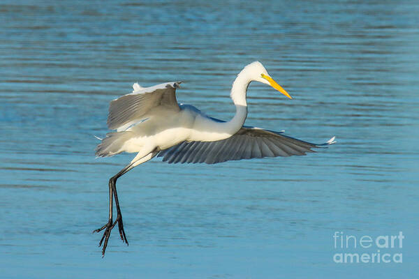 Great Egret Poster featuring the photograph Twinkle Toes by Cathy Johnson