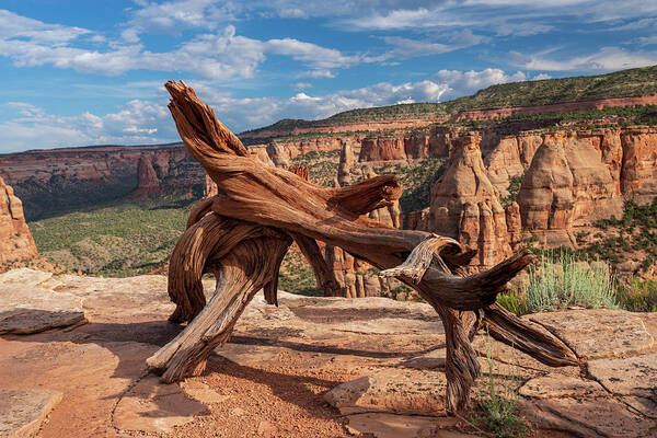 Air Poster featuring the photograph Twisted Dead treee on top of a mesa in Colorado National Monumen by Kyle Lee