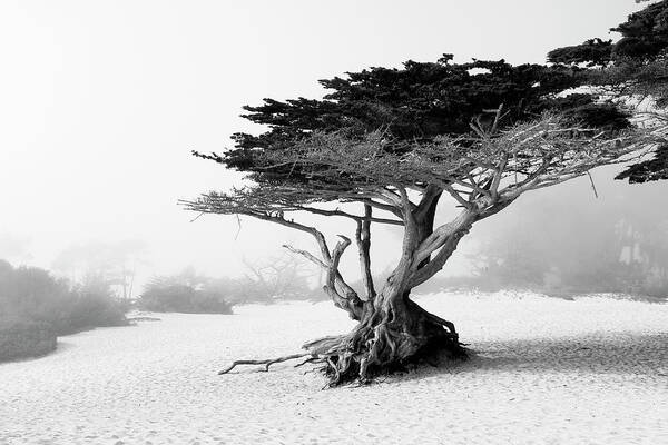 Nature Poster featuring the photograph Twisted tree at Carmel-by-the-Sea by Eyes Of CC