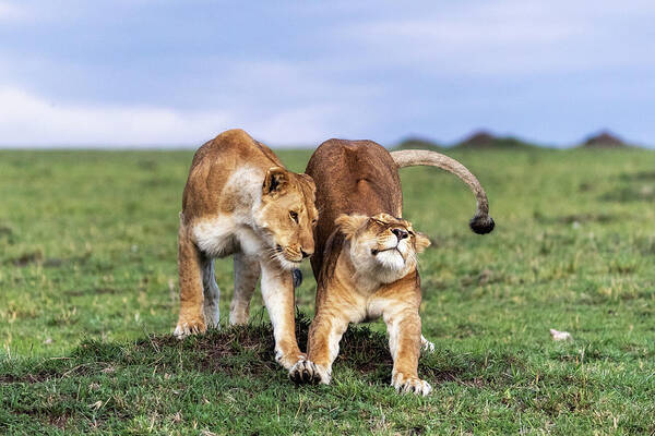 Lion Poster featuring the photograph Two African Lioness Together Stretching by Good Focused