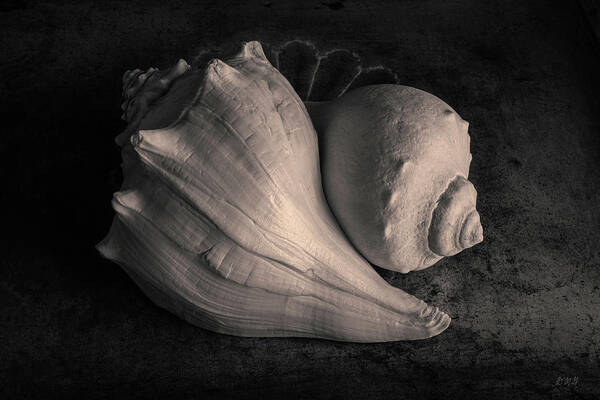 Black And White Poster featuring the photograph Two Whelk Shells Toned by David Gordon