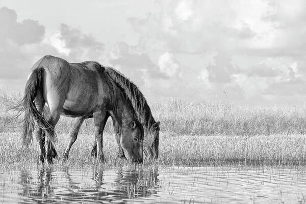 Wild Horses Of The Outer Banks Poster featuring the photograph Two Wild Horses of the Outer Banks by Bob Decker