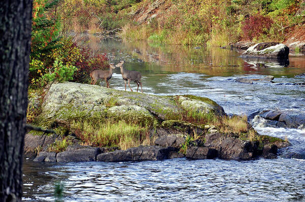 Landscape Poster featuring the photograph Two Deer_Vermillion River by Rick Hansen
