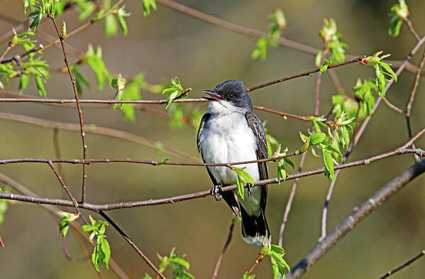 Eastern Kingbird Poster featuring the photograph Tyrant In A Business Suit by Debbie Oppermann