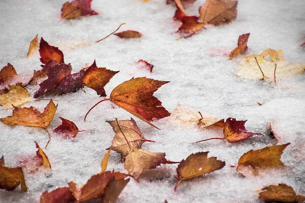 Autumn Leaves Poster featuring the photograph Unexpected - by Julie Weber