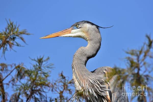 Great Blue Heron Poster featuring the photograph Up High by Julie Adair