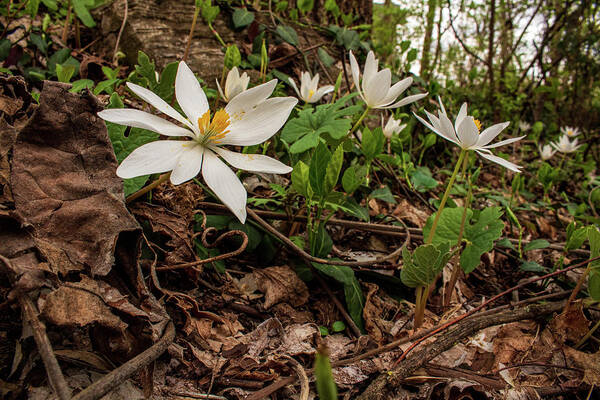 Bloodroot Poster featuring the photograph Uphill in the Woods by Cynthia Clark