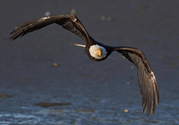 Bald Eagle Poster featuring the photograph Bless This Stress by Scott Warner