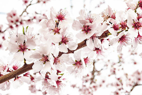 Almond Poster featuring the photograph Vibrant Almond Blossoms In Springtime by Andreas Berthold