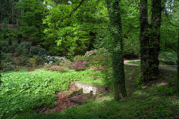 Jenny Rainbow Fine Art Photography Poster featuring the photograph Vibrant Greens of Spring by Jenny Rainbow