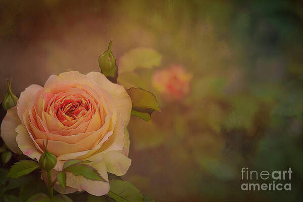Rose Poster featuring the photograph Victorian Rose by Shelia Hunt