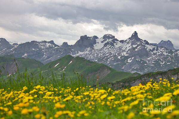 Yellow Flowers Poster featuring the photograph Swiss Alps Mountain View by Yvonne M Smith