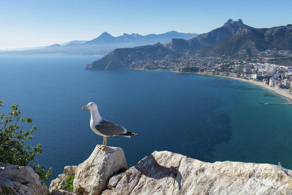 Seagull Poster featuring the photograph View towards the mountains of the Mediterranean coast by Adriana Mueller