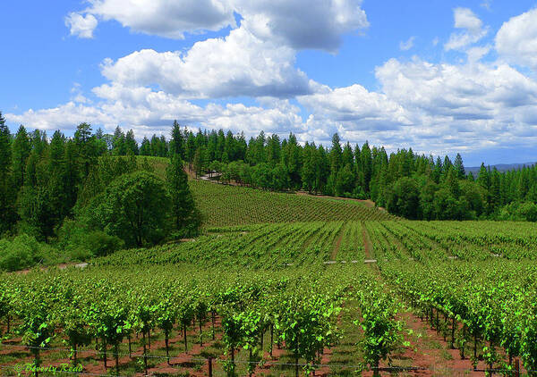 Vineyard Poster featuring the photograph Vineyard in June by Beverly Read