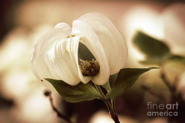 Dogwood; Dogwood Blossom; Blossom; Flower; Vintage; Macro; Close Up; Petals; Sepia; Leaves; Tree; Branches Poster featuring the photograph Vintage Dogwood on the Verge of Blooming by Tina Uihlein