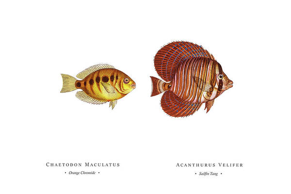 Illustration Poster featuring the digital art Vintage Fish Illustration - Orange Chromide, Sailfin Tang by Studio Grafiikka