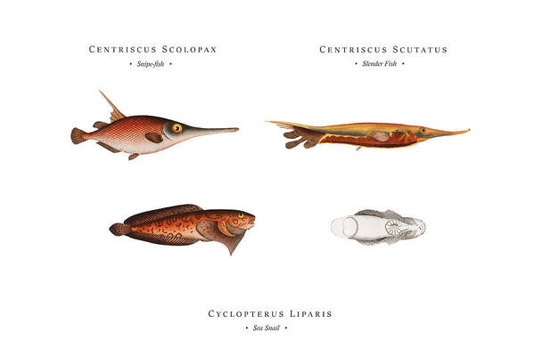 https://render.fineartamerica.com/images/rendered/default/poster/8/5.5/break/images/artworkimages/medium/3/vintage-fish-illustration-snipe-fish-slender-fish-sea-snail-studio-grafiikka.jpg