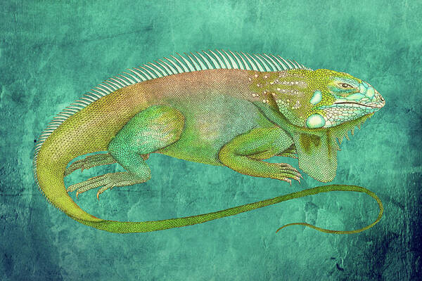 Iguana Poster featuring the mixed media Vintage Iguana Drawing on Textured Background by Lorena Cassady