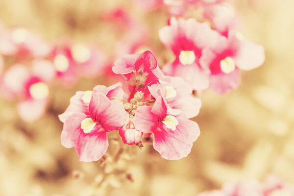 Pink Flowers Poster featuring the photograph Vintage Pink Nemesia by Tanya C Smith