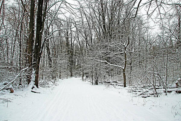 Guelph Poster featuring the photograph Walking A Winter Trail by Debbie Oppermann