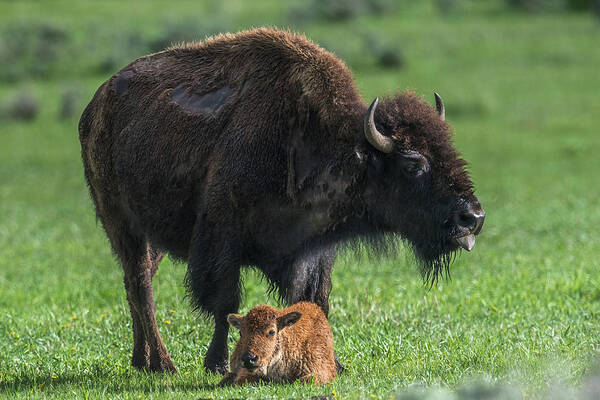 Mammal Poster featuring the photograph Watching Over Baby by Paul Freidlund