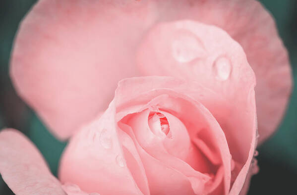 Rose Poster featuring the photograph Water Drop On A Rose by Philippe Lejeanvre