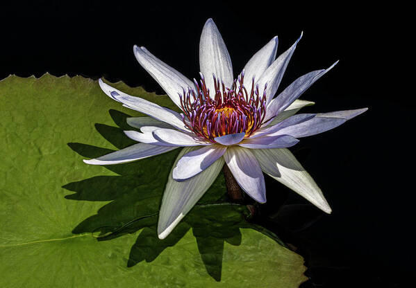 Flower Poster featuring the photograph Water lily #4 by Roman Kurywczak
