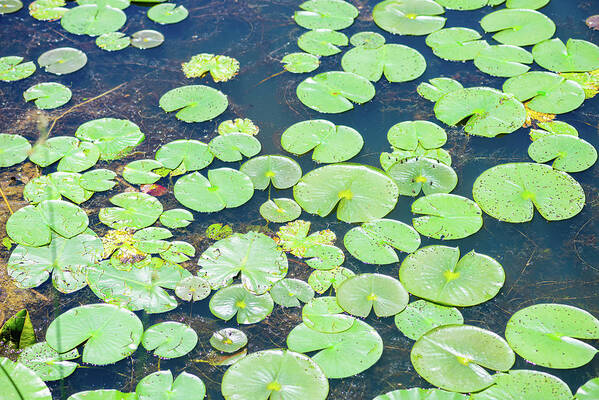 Water Poster featuring the photograph Water lily leaves by Aarthi Arunkumar