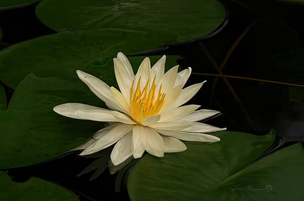 Water Lily Poster featuring the photograph Water Lily on Pad by Phil Mancuso