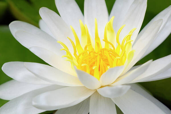 Flower Poster featuring the photograph Water Lily by Ricky Barnard
