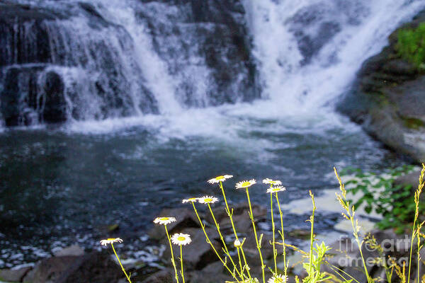 Waterfall Poster featuring the photograph Waterfall Daisies by William Norton