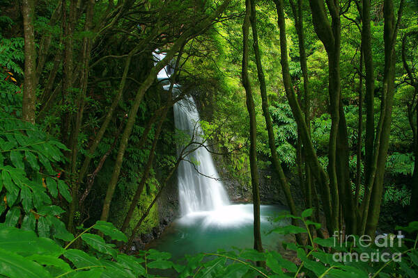 Waterfall Poster featuring the photograph Waterfall in the Azores by Gaspar Avila