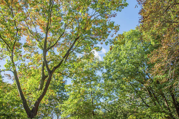 Waterlow Park Poster featuring the photograph Waterlow Park Trees Fall 3 by Edmund Peston