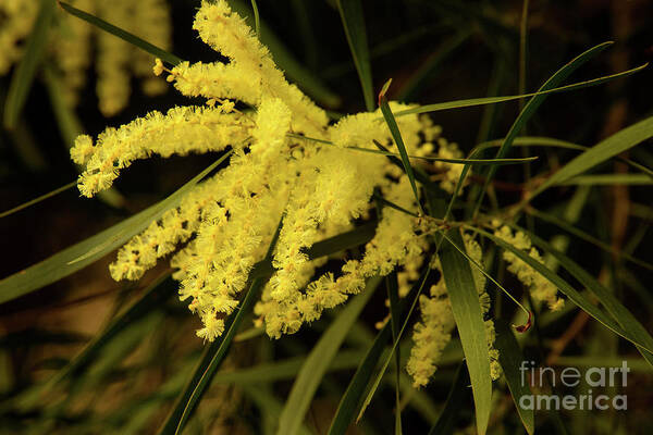 Flora;plant;flower;acacia;wattle;yellow;wildflower Poster featuring the photograph Wattle C02 by Werner Padarin
