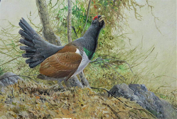 Western Capercaillie Poster featuring the painting Western Capercaillie, Eastern Subspecies by Barry Kent MacKay