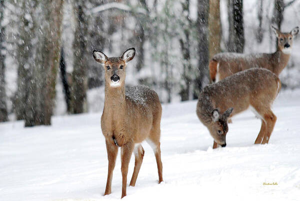 Winter Poster featuring the photograph Winter Whitetails by Christina Rollo