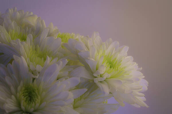Beautiful Poster featuring the photograph White and Green Chrysanthemums 2 by Lindsay Thomson