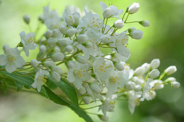  Poster featuring the photograph White Blooms Of Slender Deutzia 6 by Jenny Rainbow