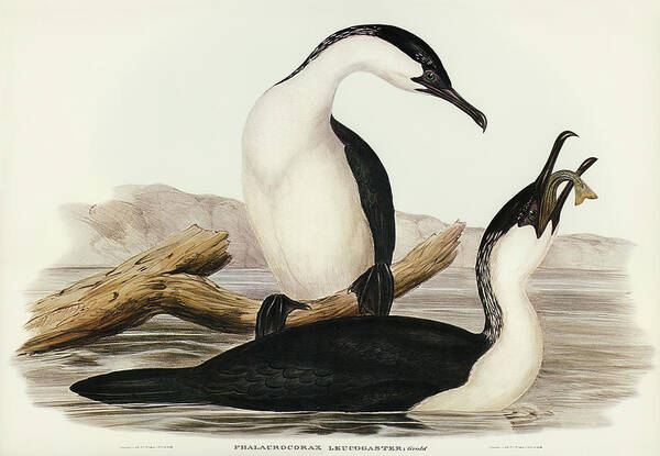 White-breasted Cormorant Poster featuring the drawing White-breasted Cormorant, Phalacrocorax leucogaster by John Gould
