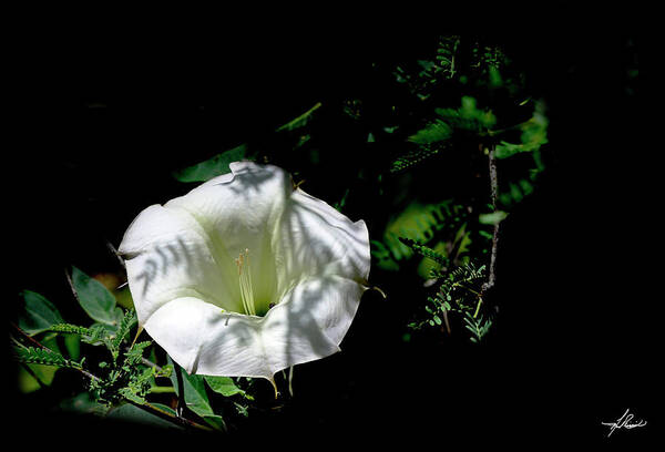 White Poster featuring the photograph White Flower by Phil And Karen Rispin