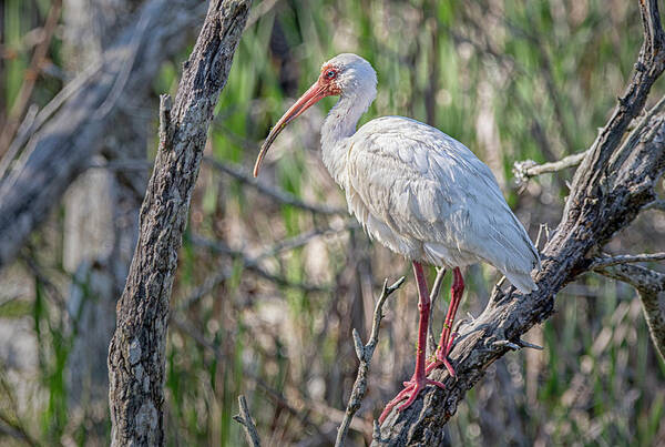 White Ibis Poster featuring the photograph White Ibis at Fort Macon - Atlantic Beach North Carolina by Bob Decker