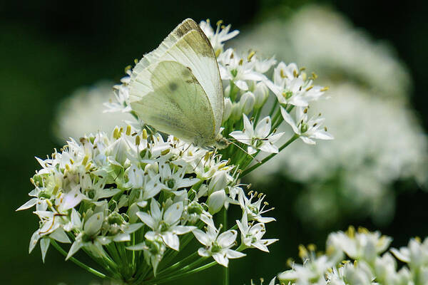 Cabbage White Poster featuring the photograph White on White by Tana Reiff